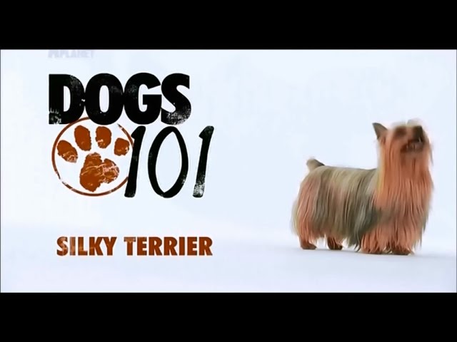 Порода Австралийский шелковистый терьер
