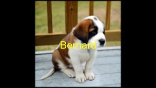 Bernard