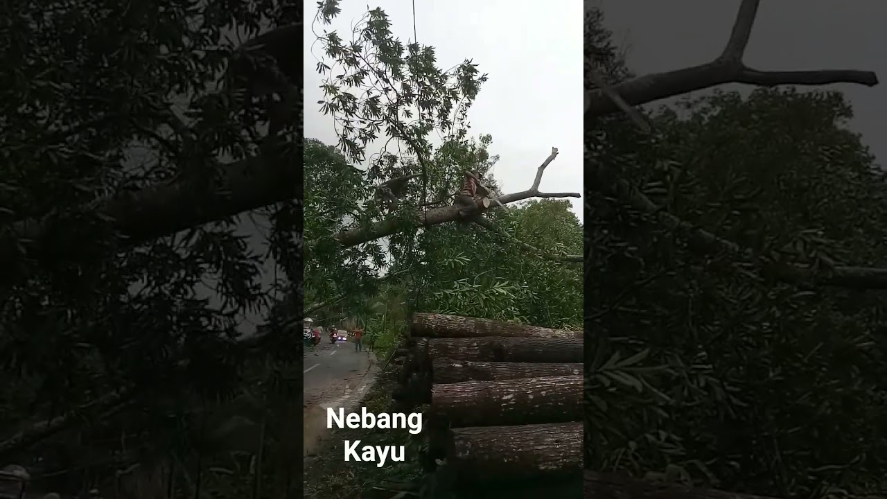 #motong kayu di kabel