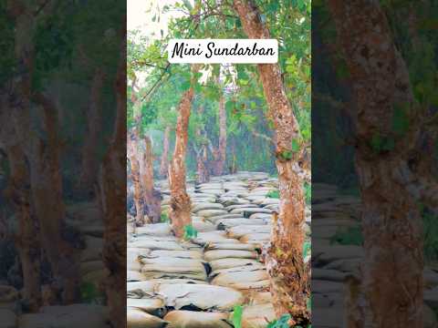 ছৈলার চর ভাসমান পর্যটন কেন্দ্র | Mini Sundarban | বরিশালের নতুন পার্ক #shorts #travel #nature #park
