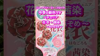 購入苗ご紹介】エム・アンド・ビー・フローラ新色ペチュニア花衣・茜染