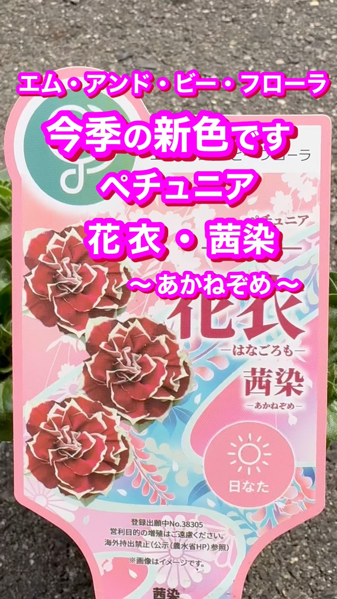 ペチュニア・茜染 ペチュニア 花衣 茜染｜種（タネ）,球根,苗,資材,ガーデニンググッズの