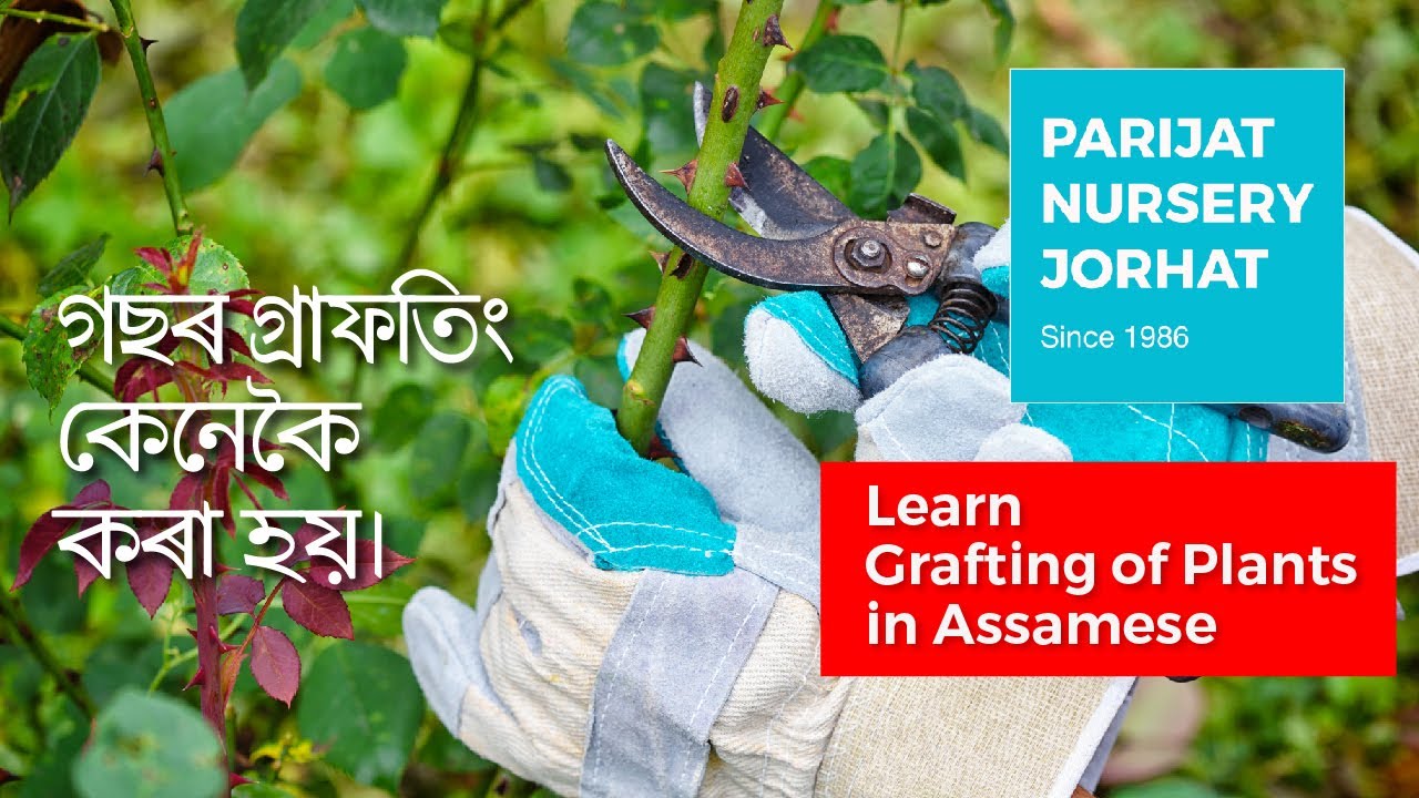 গছৰ গ্ৰাফতিং কেনেকৈ কৰা হয়। Learn Plant Grafting in Assamese | Parijat Nursery Jorhat