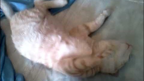 Lazy Cat Song (Bruno Mars