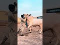#skcattle#fatehjungi #cow #fatejungbullrace #qurbanilovers #bull #domailmandi#jntv#viralreels