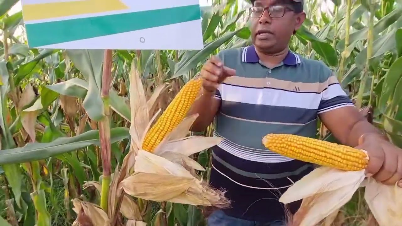 ভুট্টা'র ভবিষ্যত DKC 9217 !!