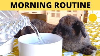 Rabbit Morning Routine | Mochi + Bear