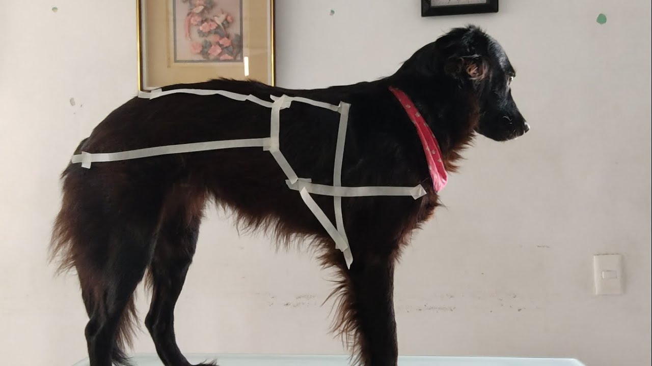 Delimitación del área pulmonar para la auscultación en caninos