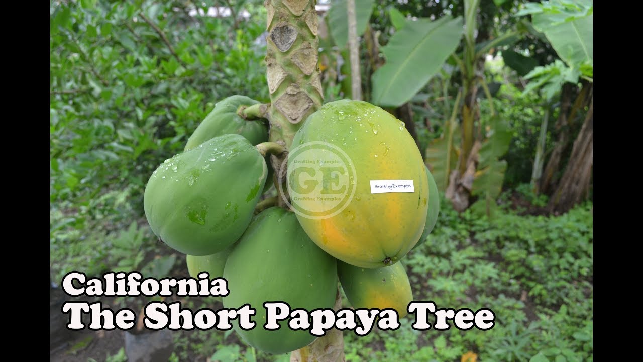 California The Short Papaya Tree From Indonesia YouTube