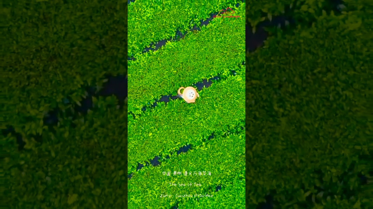 China Tea Sea in Guizhou | China Landscape  