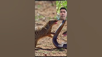 Epic Battle in the Wild: Cobra vs Mongooses! 🐍🦝 (AI Wildlife Simulation) #snake #cobra