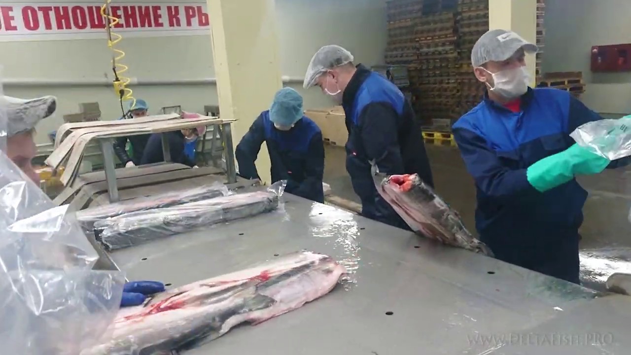 MSC Remote Certification (Pacific Ocean) YouTube