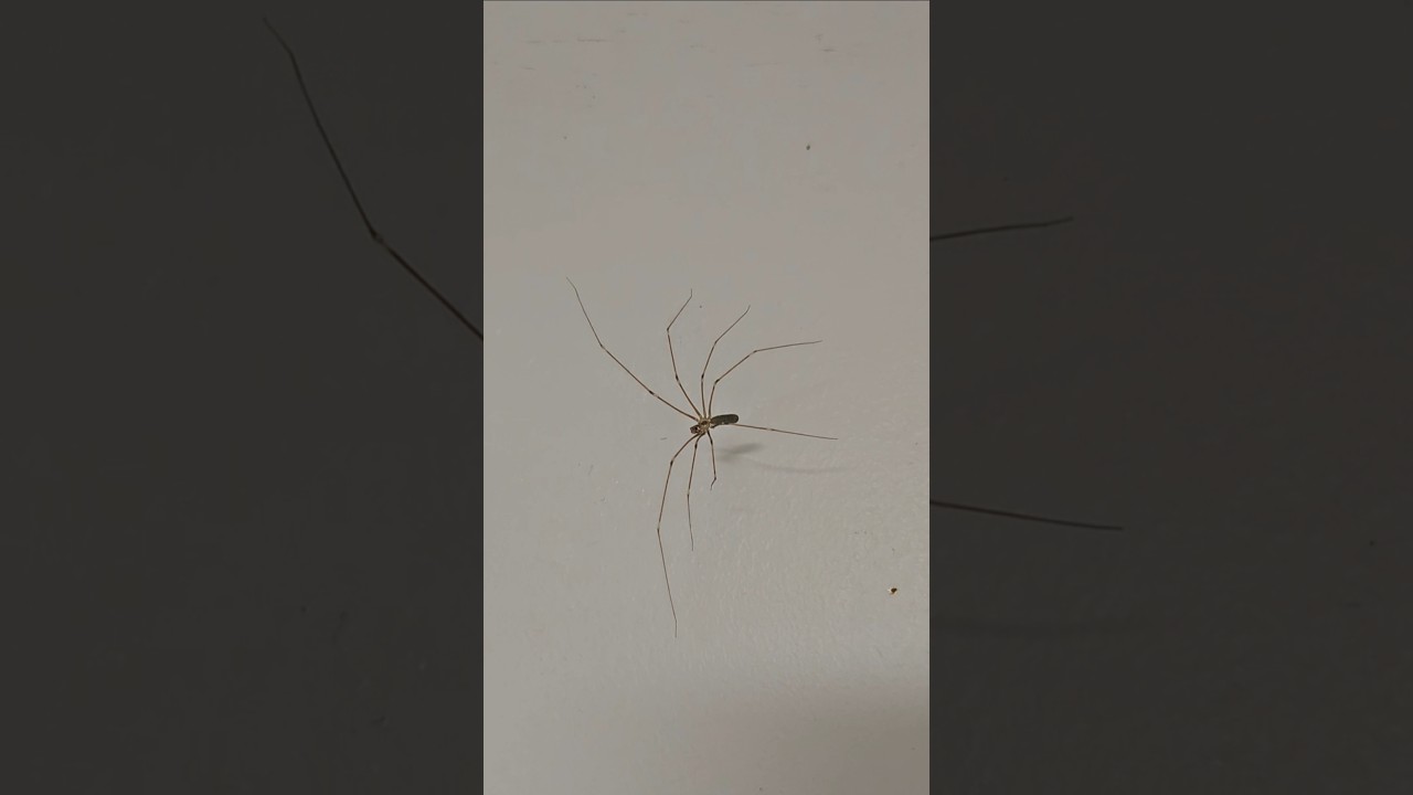 This Cellar Spider Was Hungry!