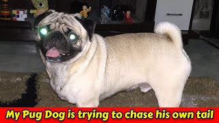 My Pug Dog is trying to chase his own tail - Cute Pug Dog #petdog #petdog #pug