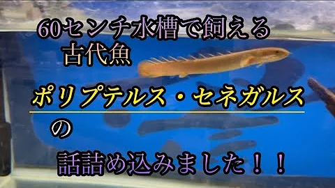 ポリプテルス飼育者が気をつけるべき事をまとめました Mp3
