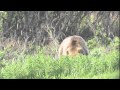 Weekend Explorer- Denali National Park