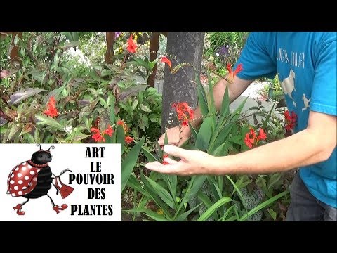 Vidéo: Crocosmia - plantation et entretien. Fleur de Crocosmia (photo)