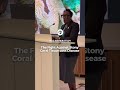 The Fight Against Stony Coral Tissue Loss Disease
