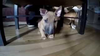 Randy Mini Bullterrier
