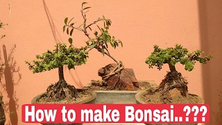 How to make jade Bonsai, jade plant bonsai, how to Repot jade plant, root over rock bonsai