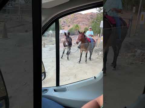 Anna Hakobyan Uxekcum E Nikol Pashinyan In 