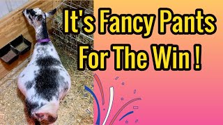 Wonderful Surprise Goat Births / Goat Kidding on Farm