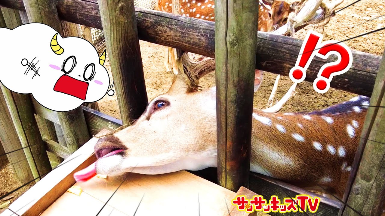 宝物を盗まれた～！動物園へくもりんの大事なバナナを探しに大冒険！シカに餌やりして動物たちとふれあい体験！・親子向け知育教育★サンサンキッズTV★