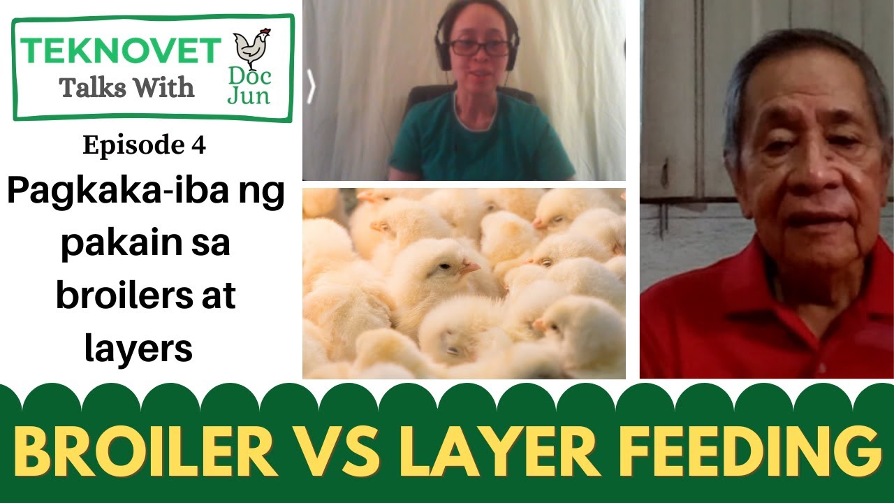 Poultry Feed Conversion Ratio Broiler 45 Days Vs Layer Feeding Guide poultry-feed-conversion-ratio-broiler-45-days-vs-layer-feeding-guide