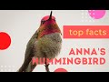 Anna&#39;s Hummingbird facts 🦜 named after Anna Masséna, Duchess of Rivoli 🦜native to N America 🇺🇸