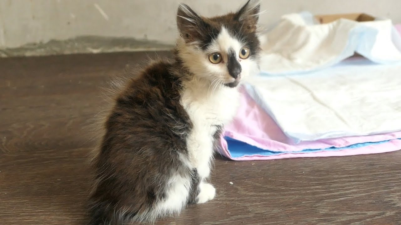 The kitten is still with sick hip YouTube