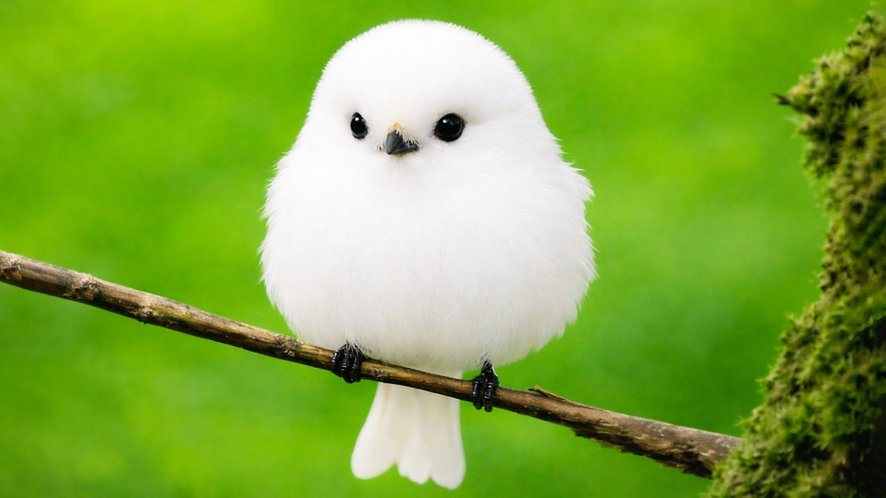 Gentle Piano & Bird Sounds to Boost Mood and Heal Your Mind with Inner Peace 🎹🕊️🌿 | No Ads