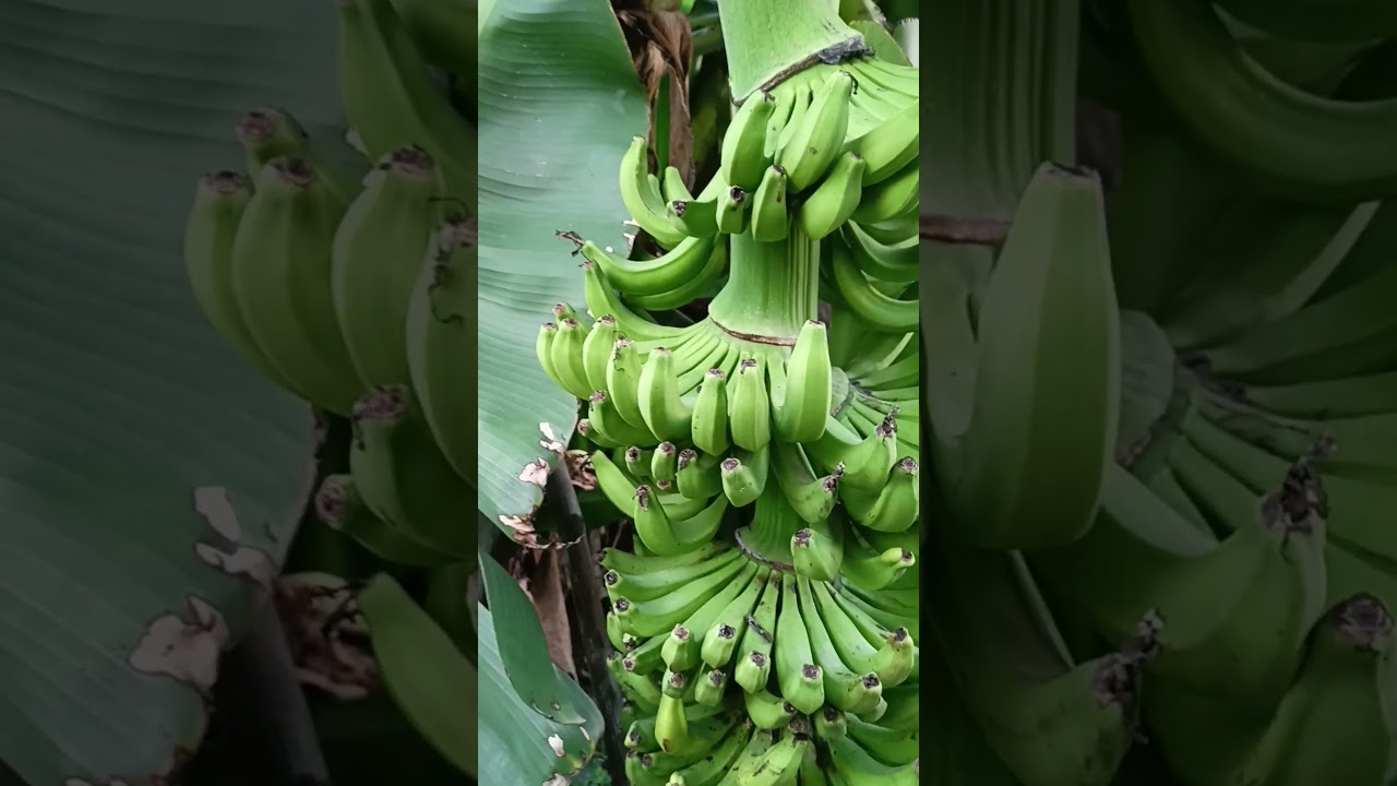 do do kele ka ghaur🍌🍌