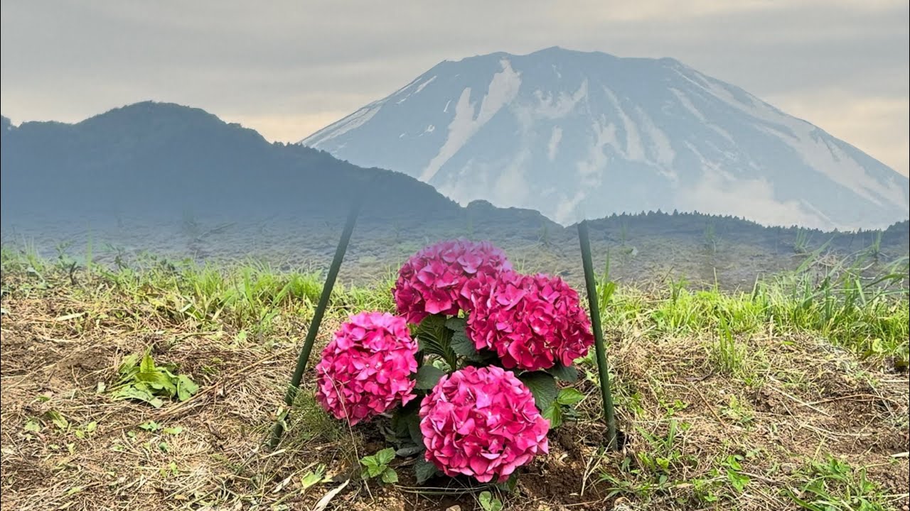 【4K】開成あじさいまつりに行ってきました😆　#あじさい　#開成町　#もころん君