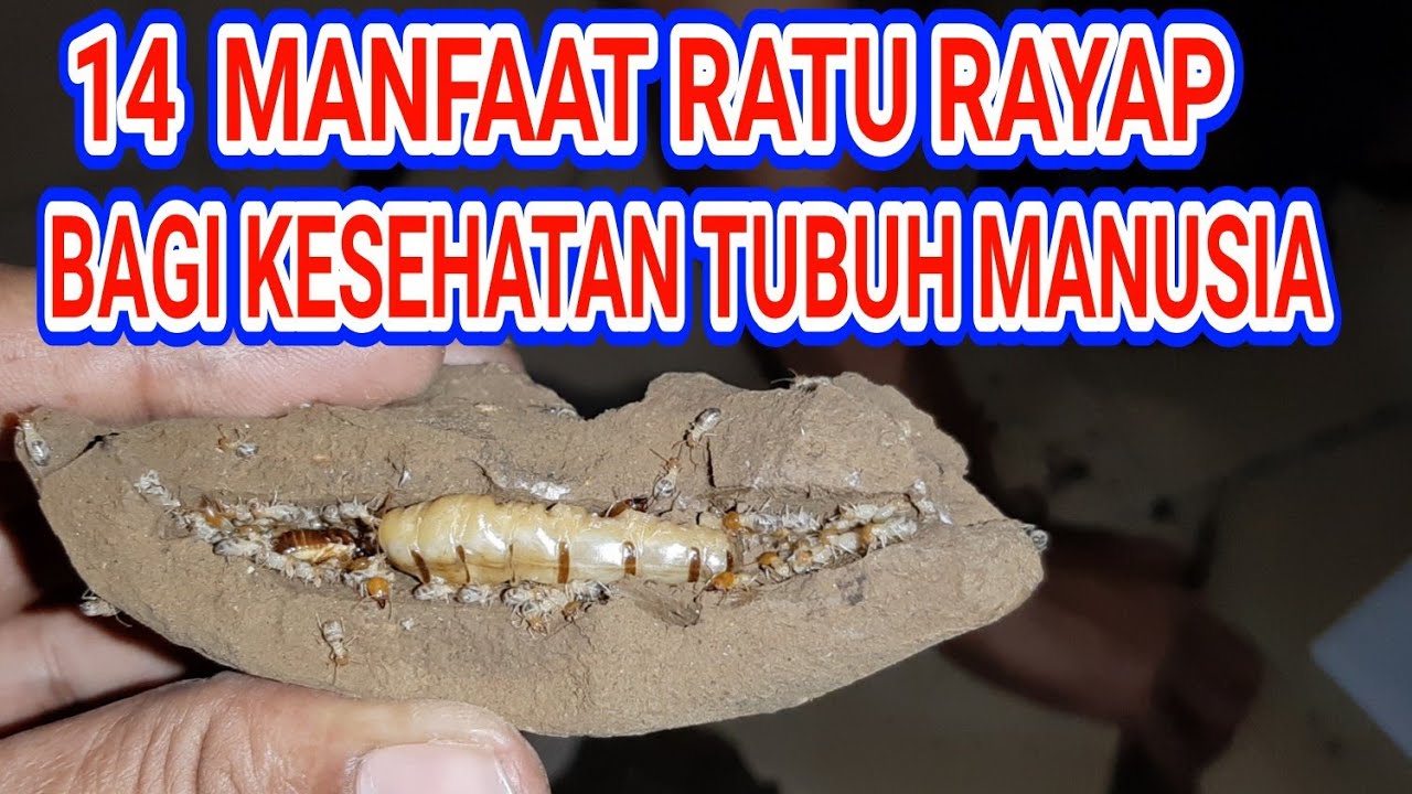 ratu rayap obat diabetes cina ratu rayap obat diabetes cina