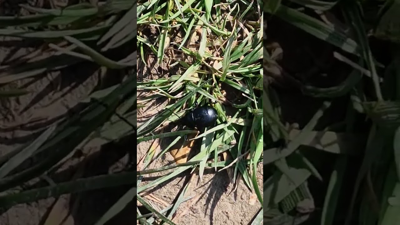Bloody-nosed Beetle (Timarcha tenebricosa), has a peculiar