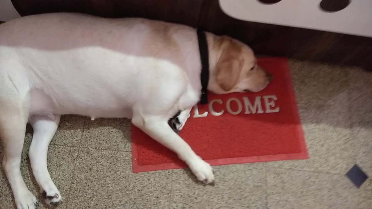 55 days pregnant LabradorDaisy YouTube