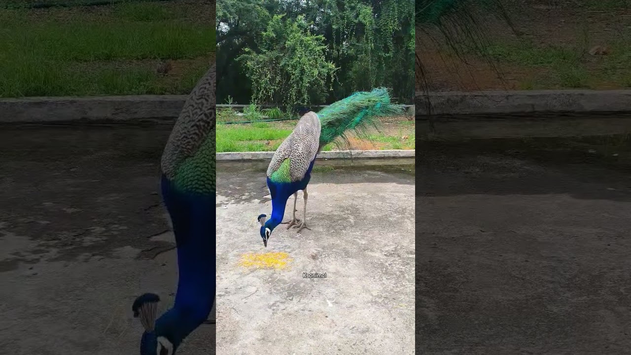 Gorgeous Peacock Feeding | Beautiful Indian Peafowl in Nature 