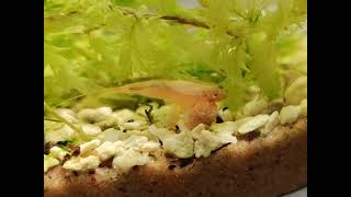 07Jan2023 - Triops Feeding On Pellet, And Up-Close