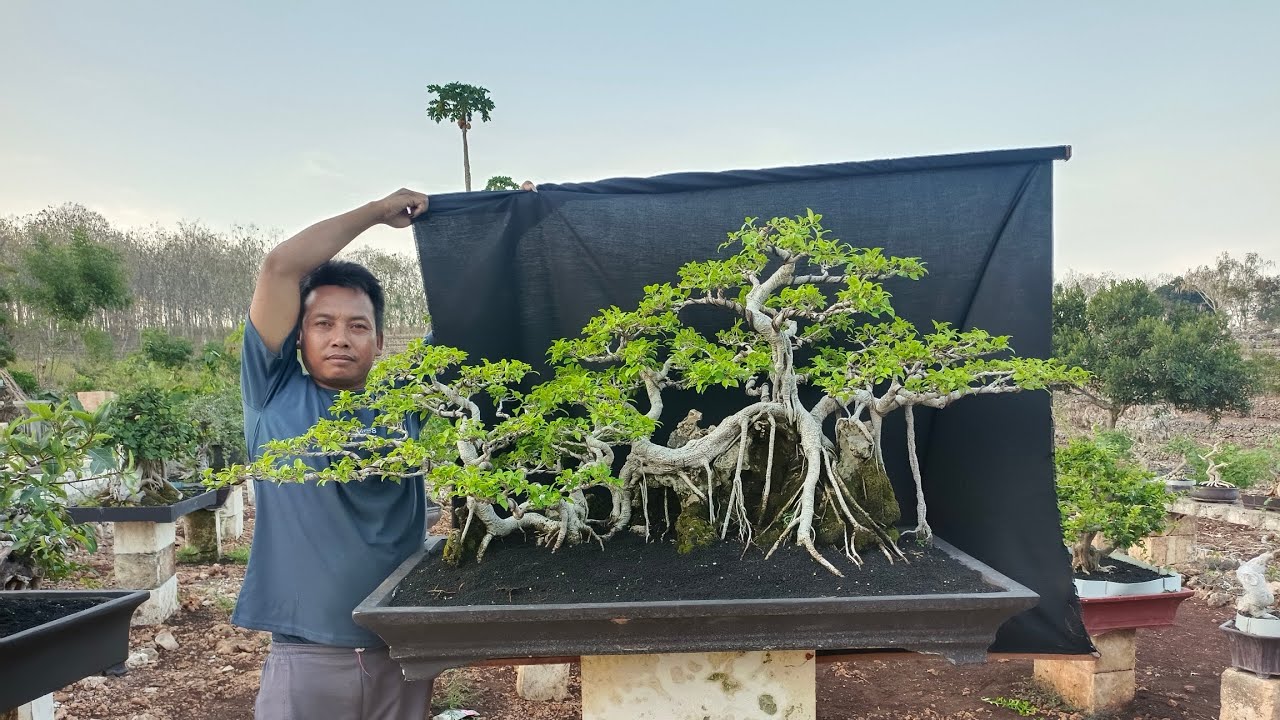 CEK HARGA BONSAI ISTIMIWIR ISTIMIWIR BISA NEGO DI PAK PURNOMO.  0857-3333-6888