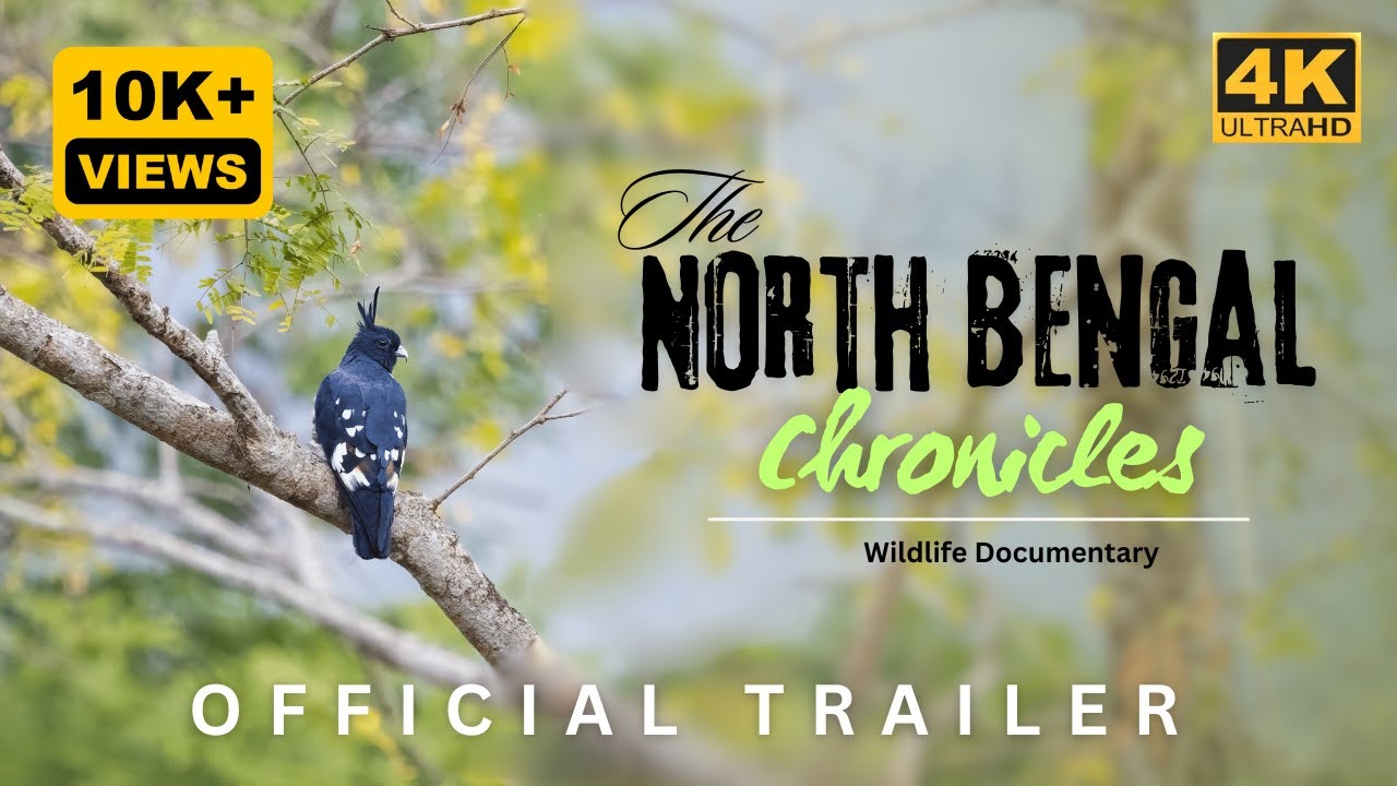 The North Bengal Chronicles - Trailer | Bird & Wildlife Documentary | 4K video