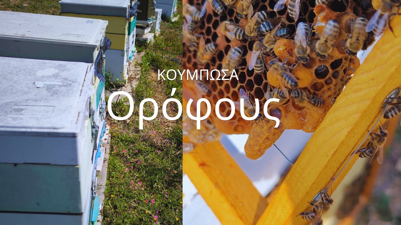Πατώματα στα μελίσσια αρχές Μαρτίου 25'