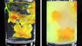 BRIGHT WATER EXPERIMENTS YOU CAN EASILY REPEAT AT HOME