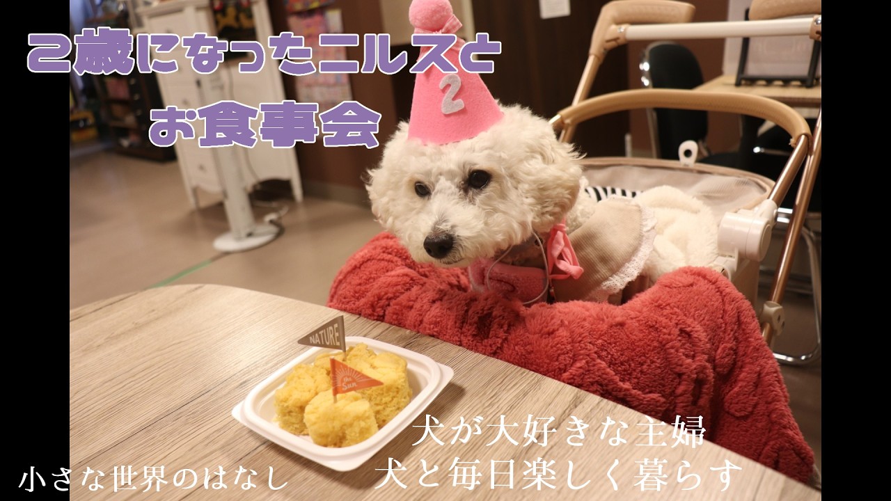 2歳になったニルスとお食事会【犬が大好きな主婦犬と毎日楽しく暮らす】