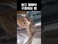 내새끼지만 진짜 너무 귀여워 #고양이 #각종유머 #cat #viralvideo #고양이일상 #cute