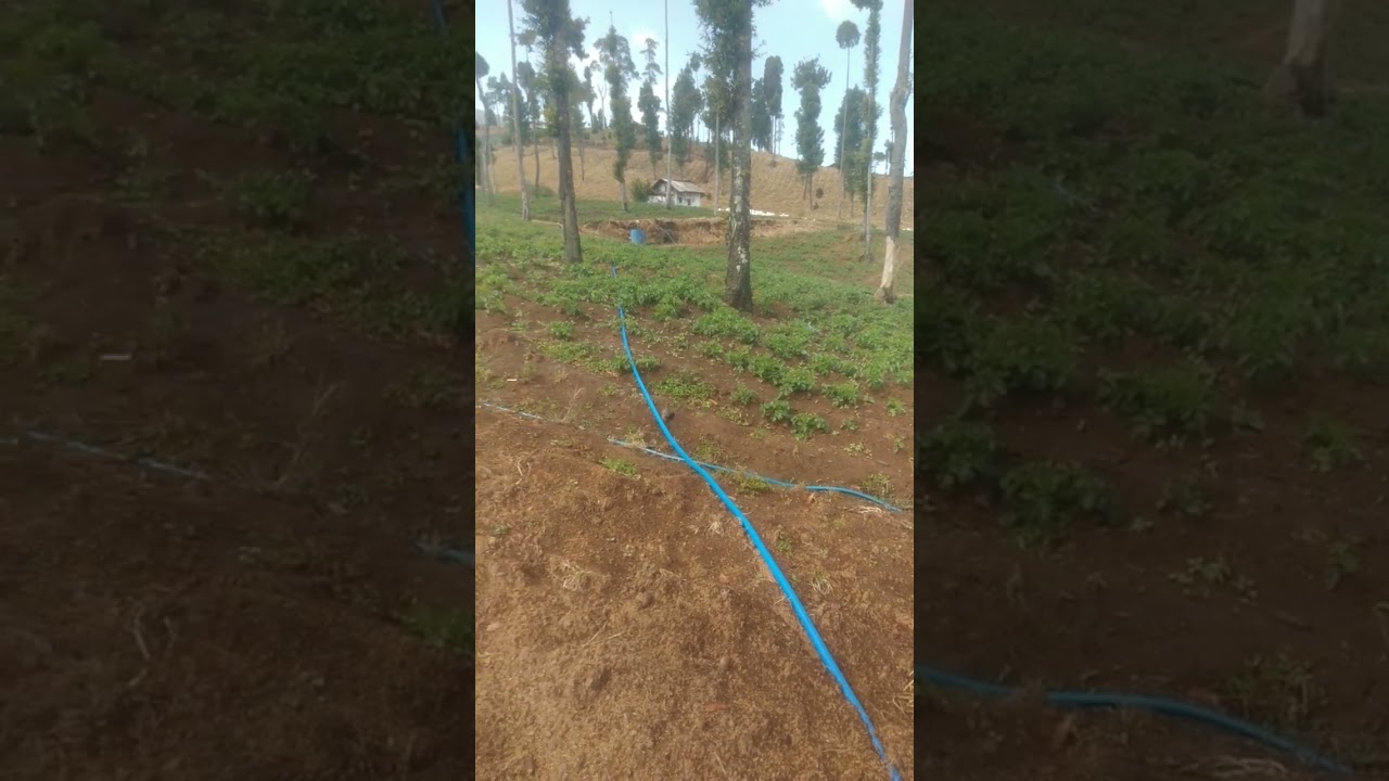 lagi musim kemarau,suasana lahan pertanian sunda garut