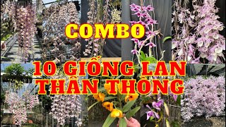 Com bo 10 giống lan thân thòng:  #500vnd.