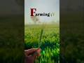 FARMING 🌾🌾🌾||(Ag.Day-37/365) @LOKESH_MORYA
