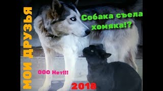 СОБАКА СЪЕЛА ХОМЯКА? УЖАС мои животные.Наше первое видео!!!! СОБАКА СЪЕЛА ХОМЯКА? УЖАС мои животные.Наше первое видео!!!!