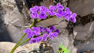 ABC TV | How To Make Statice Flower With Pipe Cleaner - Craft Tutorial