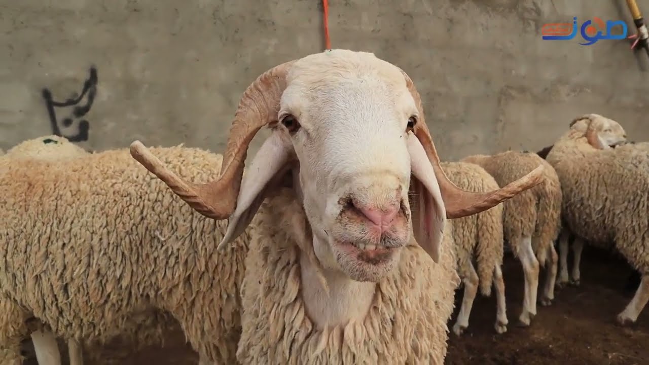 سطيف :المستثمرة الفلاحية عيفي عبد الوهاب بأولاد بوطارة مختصة في تربية الماشية ،الابقار و الخيول